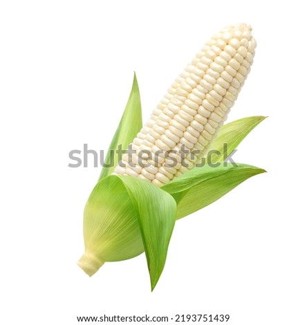 Fresh white corn isolated on white background. Clipping path. Royalty-Free Stock Photo #2193751439