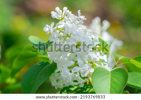 branch of white lilac blossoms in spring