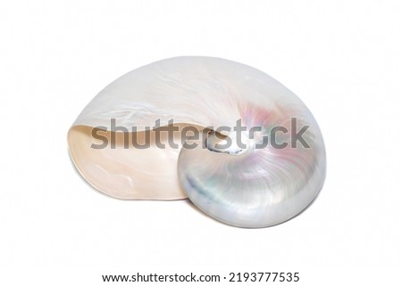 Image of pearl shell of a nautilus pompilius on a white background. Sea shells. Undersea Animals. Royalty-Free Stock Photo #2193777535