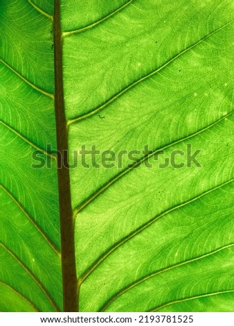 Unique closeup portrait of the background of green,yellow and brown leaves and leaf bones in the garden.