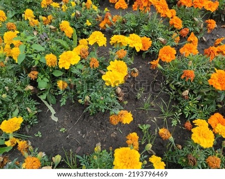 Yellow and orange flowers. Petunias. Flowers in the bed. Gray tiles. Photo. Pink flowers. Green grass. Summer. Autumn. Spring. Lviv. Ukraine. 2022. Colorful flowers. Flowerbed. Ukrainian.