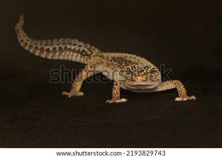 A leopard geckois posing in a distinctive style. This reptile has the scientific name Eublepharis macularius.