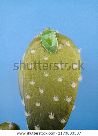 Pictures of insects on cactus. Nezara viridula, commonly known as southern green rot bug, southern green shield bug or green vegetable bug.