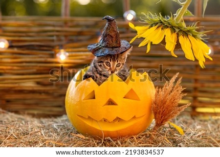 cute funny tabby cat bengal breed kitten sits in a pumpkin jack in a black hat next to a sunflower halloween concept. High quality photo Royalty-Free Stock Photo #2193834537