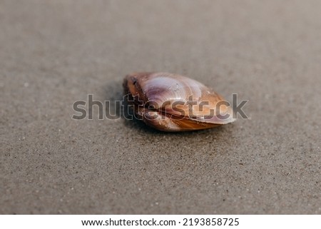 close-up of shell in the sand on the beach Royalty-Free Stock Photo #2193858725