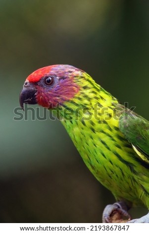 Goldie lorikeet (Glossoptilus goldiei), portrait of a green parrot with a purple head and colorful background. Portrait of a rare parrot. Royalty-Free Stock Photo #2193867847