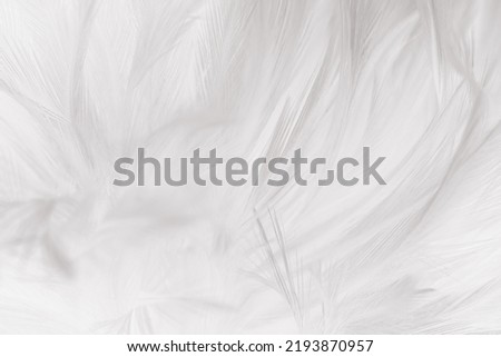 white feather woolly pattern texture background