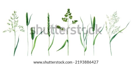 Meadow grass collection hand drawn watercolor illustration isolated on white background. For clip art, posters, cards