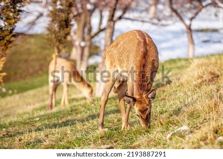 Beautiful spotted deer in the mountains against the background of green grass and snow. Fairytale spring landscape with wild animals.