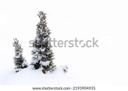 Two small evergreen thuja trees covered with snow. Winter snow background. Copy space. Winter mood concept. Royalty-Free Stock Photo #2193904935