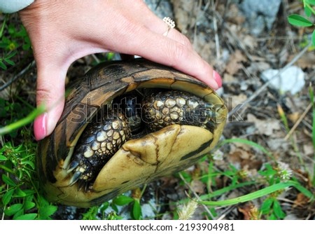 Turtle hiding in a shell in the wild Royalty-Free Stock Photo #2193904981