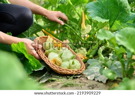Woman harvesting pattypan vegetables in the garden Royalty-Free Stock Photo #2193909229