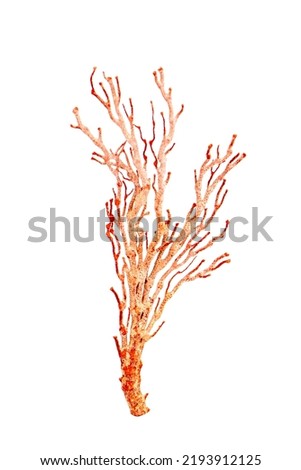 Image of dry natural coral or coralline isolated on white background. Royalty-Free Stock Photo #2193912125