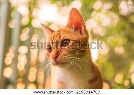 KLATEN, INDONESIA - MAY 6, 2018. An orange cat looking around looked around.