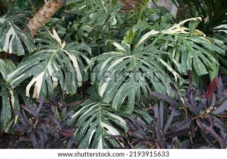 Beautiful big leaves of the variegated Monstera Thai Constellation, a rare tropical plant Royalty-Free Stock Photo #2193915633