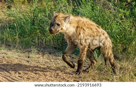 A closeup shot of a spotted hyena walking in a green field in a sunny weather