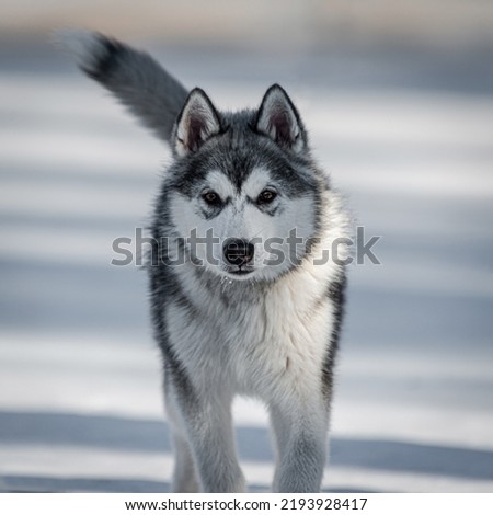 The Canadian Eskimo Dog or Canadian Inuit Dog is a breed of working dog from the Arctic Royalty-Free Stock Photo #2193928417