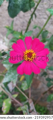 defocused picture of red flower, with blurred background 