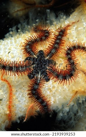 close up of the central disc of a common brittle star on deadmans finger soft coral Royalty-Free Stock Photo #2193939253