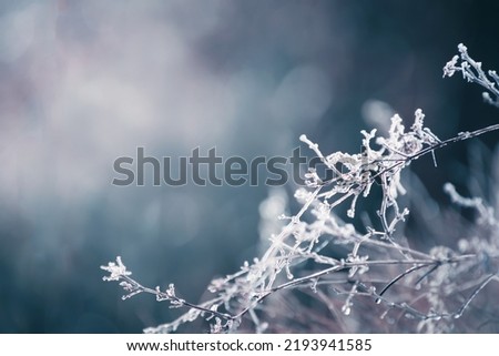Frosted trees in winter forest. Macro image, shallow depth of field. Beautiful winter nature background