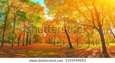 Autumn forest landscape. Gold color tree, red orange foliage in fall park. Nature change scene. Yellow wood in scenic scenery. Sun in blue sky. Panorama of a sunny day, wide banner, panoramic view Royalty-Free Stock Photo #2193949093