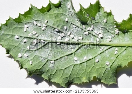 Whitefly, probably cabbage whitefly (Aleyrodes proletella) on the underside of thistle leaf. Pest of many plants Royalty-Free Stock Photo #2193953363
