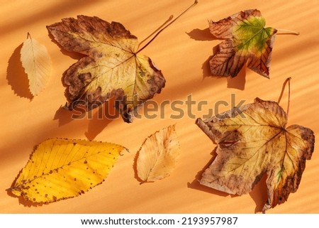 Creative composition made of dried  leaves on orange sunlit background with shadow. Autumn, fall, thanksgiving day concept. Flat lay, top view