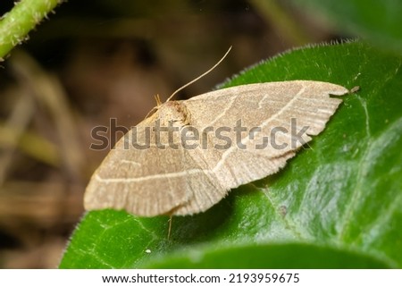 Olive moth, Trisateles emortualis. Sitting on a green leaf.