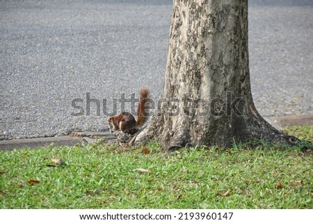 A little squirrel is foraging under a large tree in an outdoor park next to a large nature.