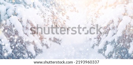 Frozen winter forest with snow covered trees. outdoor. New Year’s Eve