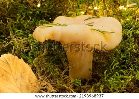 Golden Chanterelles mushroom among bright green moss on autumn forest glade.