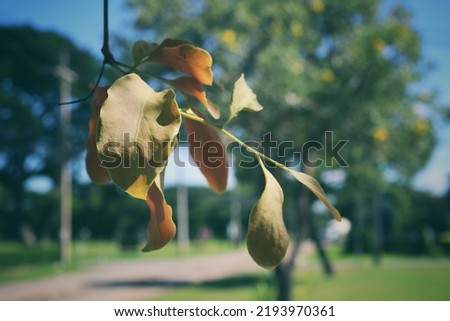 leaves changing color in autumn  in the tropical forest  selectable focus  vintage style picture color
