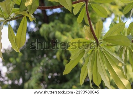 bintaro tree and fruit (Cerbera manghas). The leaves and fruit contain an ingredient that affects the heart, a glycoside called cerberin, which is highly toxic if ingested