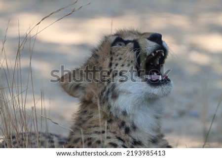 picture of a young cheetah lying in the dry grass, yawning and opening its mouth to reveal its fangs