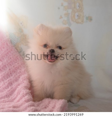 A very small Pomeranian puppy of cream color is sitting in the sun.