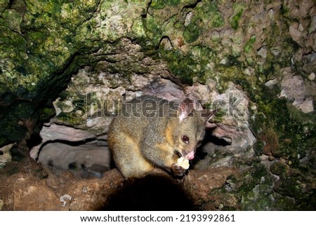Wild Possum on the Rocks