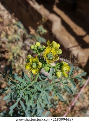 Close up on a green plant with yellow flowers known as the Ruta chalepensis   