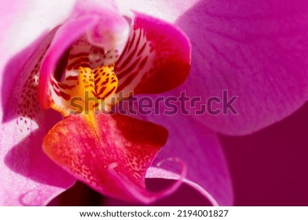Picture of beautiful orchid flower