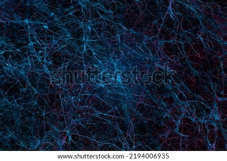 blue texture network abstraction natural mycelium mold neurons. Royalty-Free Stock Photo #2194006935