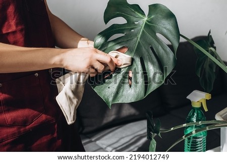 Close-up of female hands rub and wipe dust off leaves houseplant Monstera Deliciosa with care in living room. Monstera lover at home. Concept plant care, gardening, housewife and housework chores Royalty-Free Stock Photo #2194012749