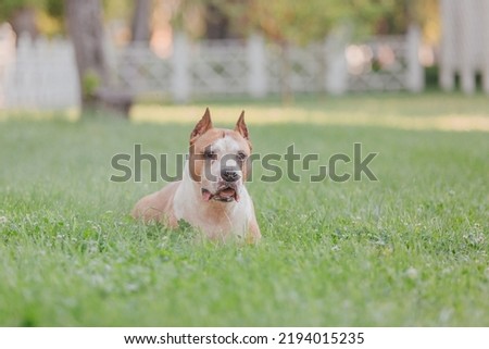 American Staffordshire terrier dog in the morning