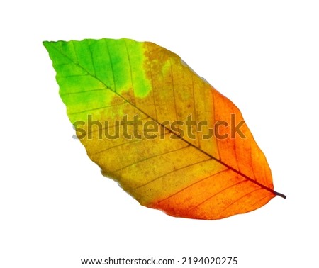 dry colorful leaf. isolated on white background. four seasons idea. Yellow, green, orange and red tree leaf. Seasons change concept