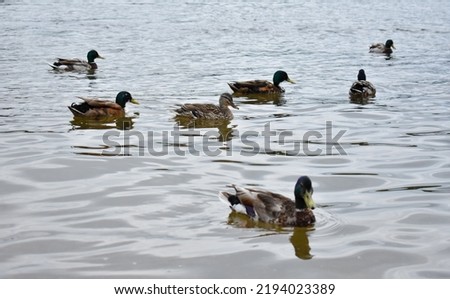 Ducks floating on a river