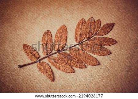 Autumnal Leaf on the Old Paper Background closeup