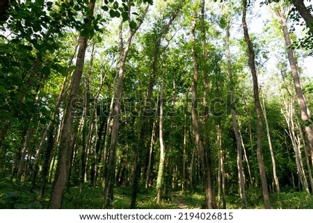 A close up view of tall trees in a public forest