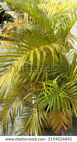 golden yellow palm ornamental plant photo.nature content