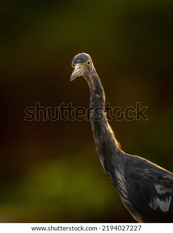 A little blue heron portrait looking into the camera as it is back lit. 