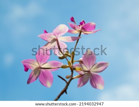 Beautiful Spathoglottis plicata flowers(Ground Orchid, Garden Orchid).blue sky background 