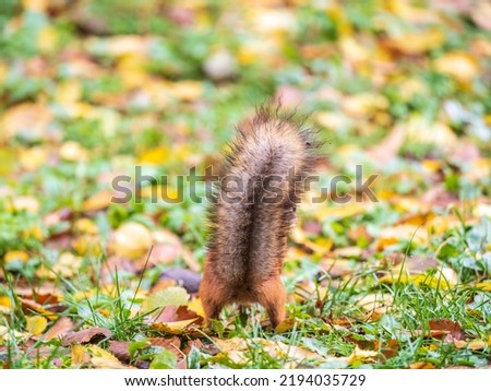 Squirrel in autumn hides nuts on the green grass with fallen yellow leaves. Squirrel looking for food on the ground. Wild animal. Autumn forest.