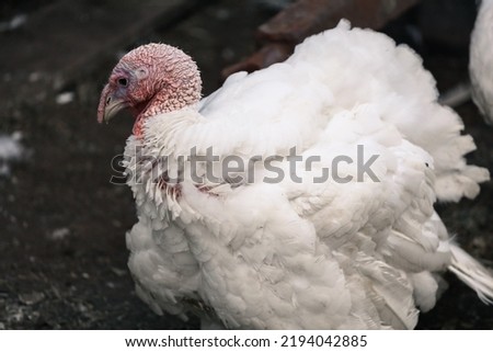 A white turkey on a dark background. In farming, a bird walks on the farm. Disheveled neck feathers. Thoughtful eyes of the turkey. The textured neck curves